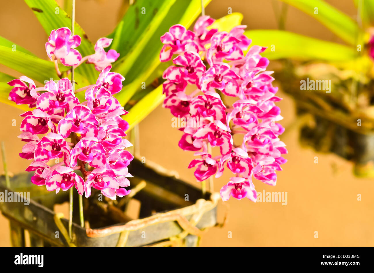 Rhynchostylis Orchid Stock Photo