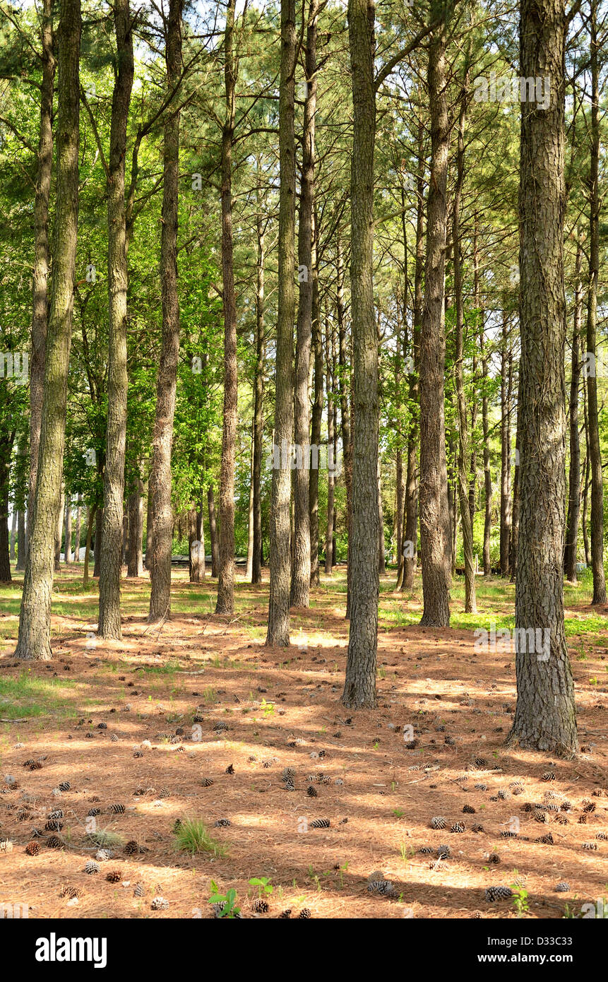 Pine Trees in St Michaels, Maryland, USA Stock Photo