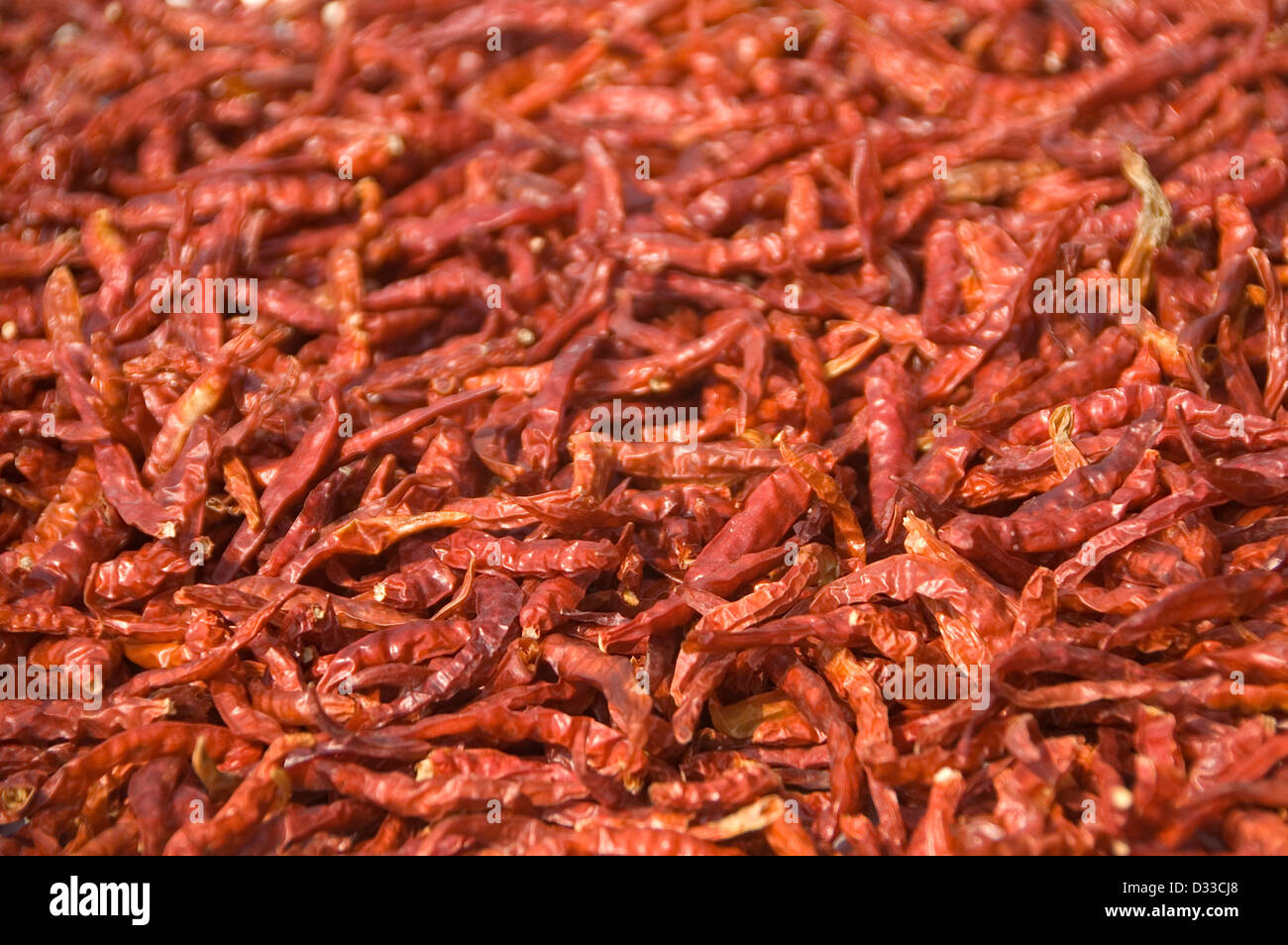 Chili Peppers drying in the sun - Thailand Stock Photo