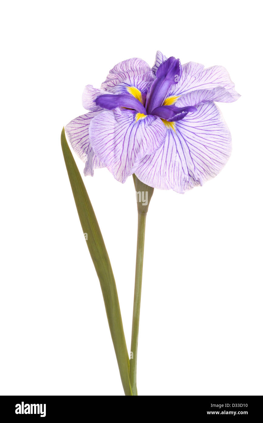 Flower, stem and leaf of a Japanese iris Stock Photo
