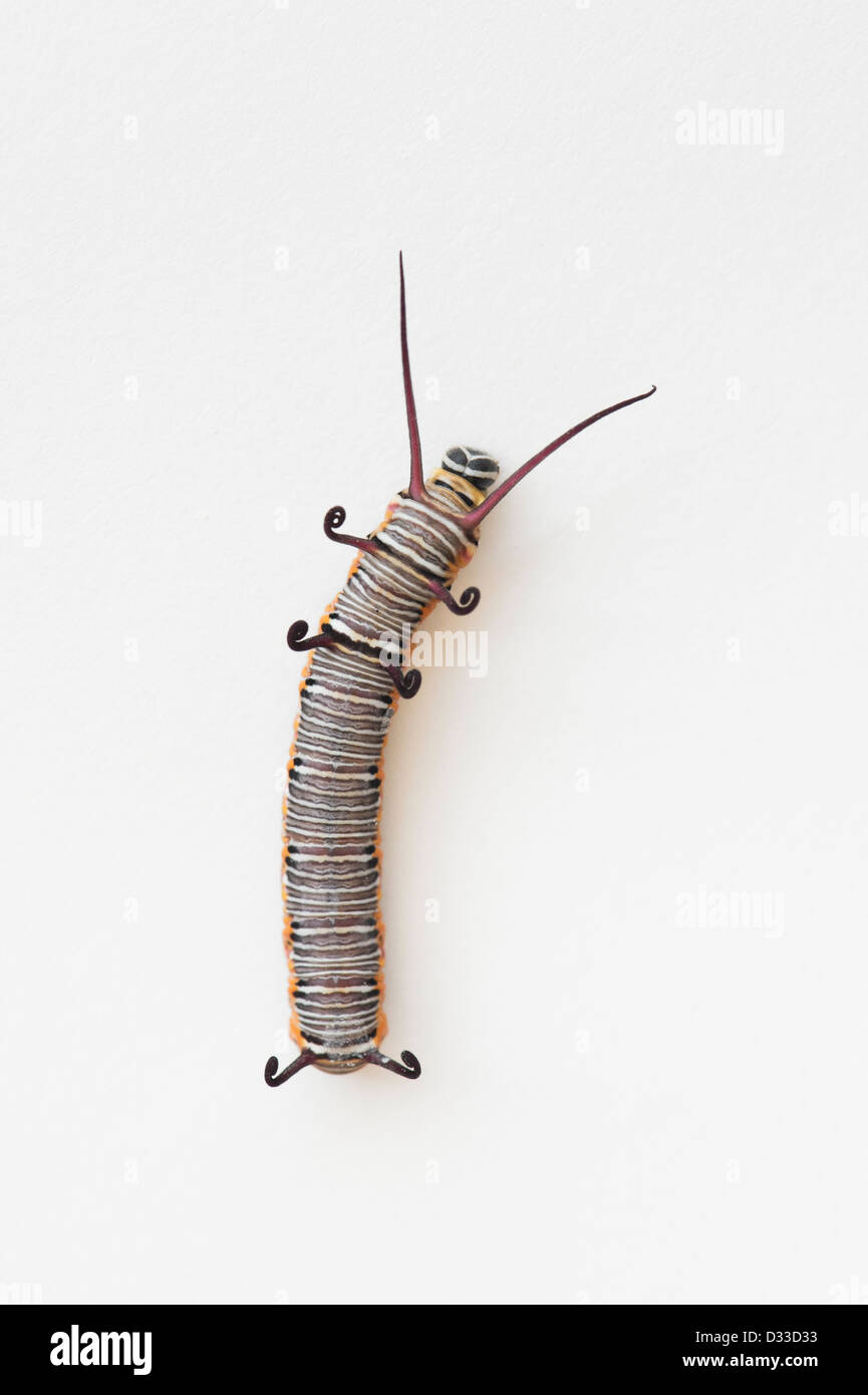 Euploea Core. Common crow butterfly caterpillar on white background