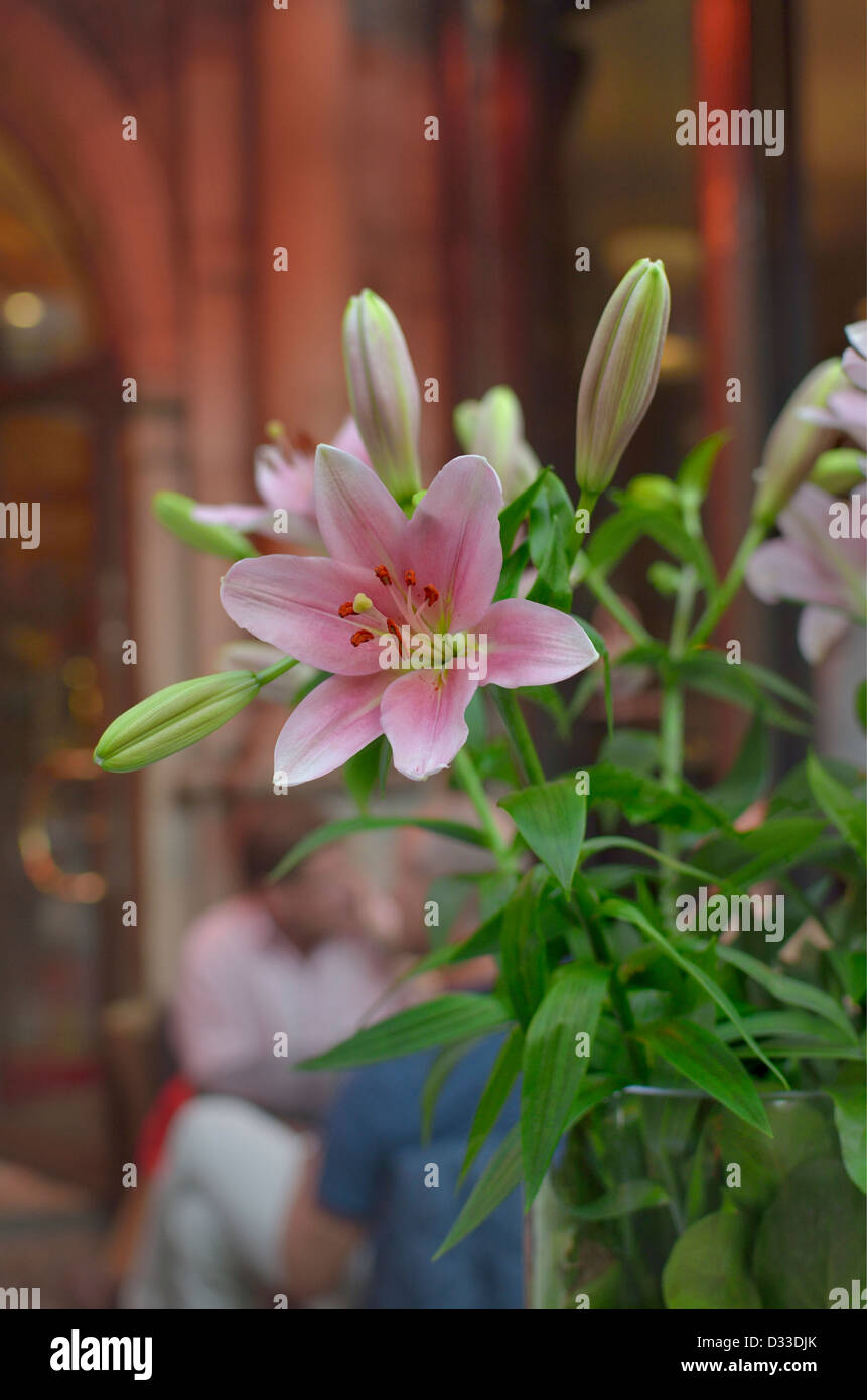 Beautiful flowers bouquet of pink lilies, Latin name Lilium, outside a