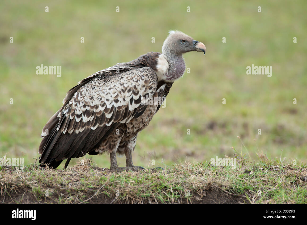 Vulture kenya hi-res stock photography and images - Alamy