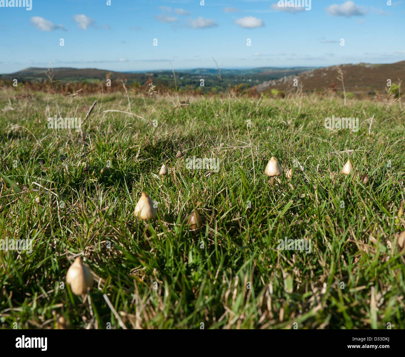 Liberty caps mushrooms hi-res stock photography and images - Alamy