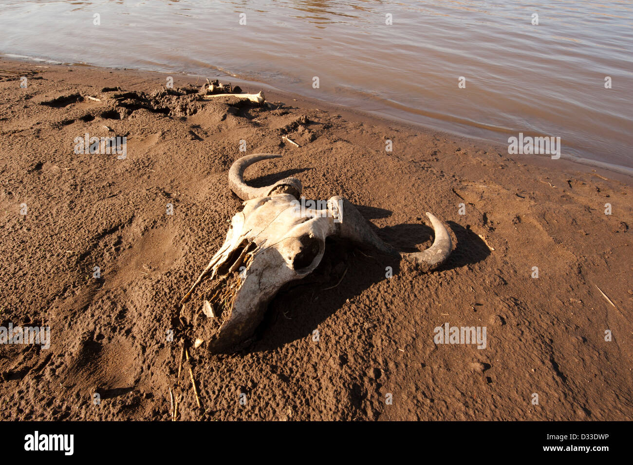 Wildebeest skull next to the Mara river, Maasai Mara National Reserve, Kenya Stock Photo