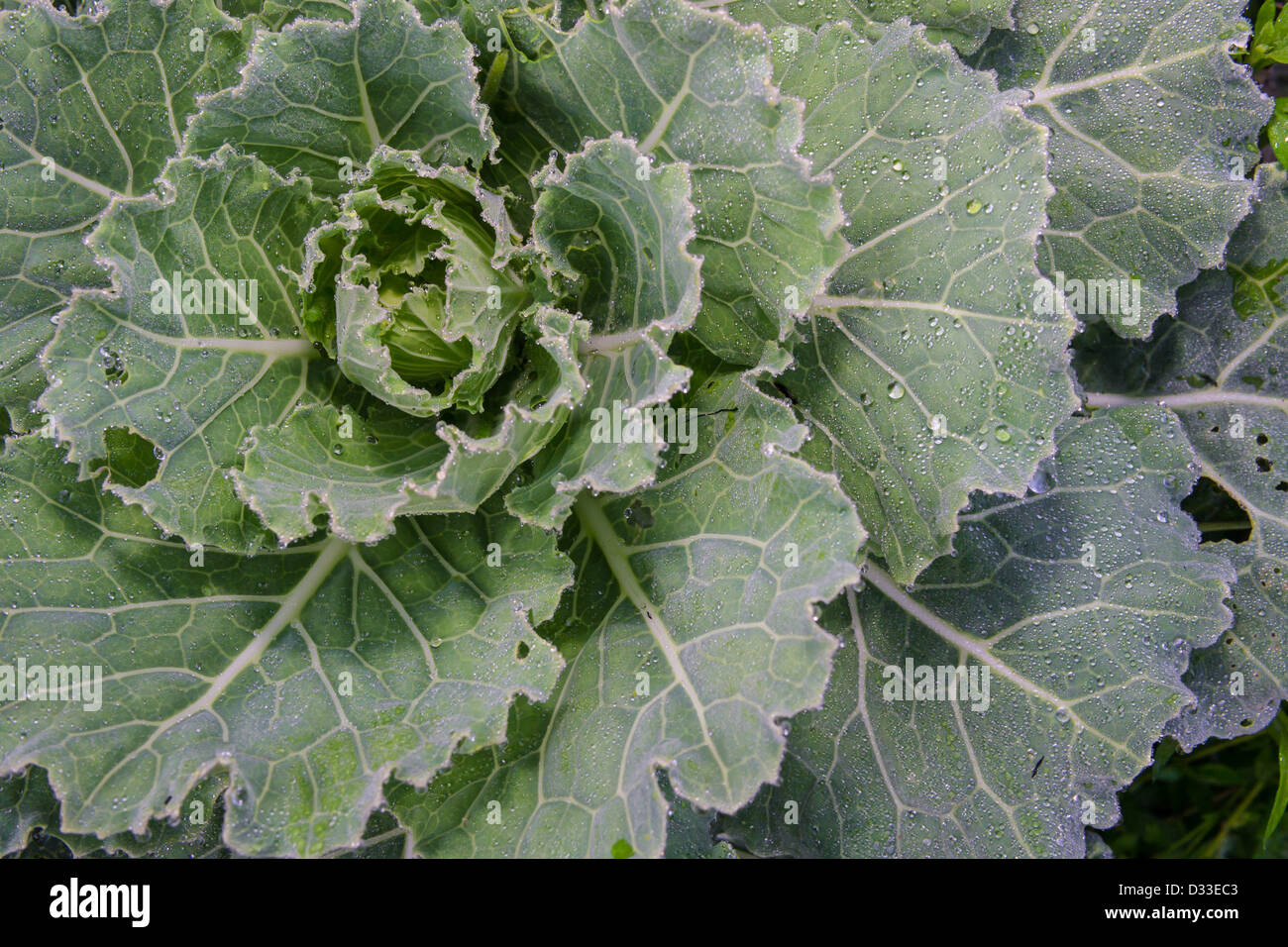Cabbage Stock Photo Alamy Cabbage Stock Photo Alamy