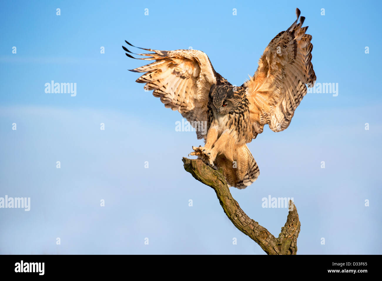 Eagle Owl Stock Photo