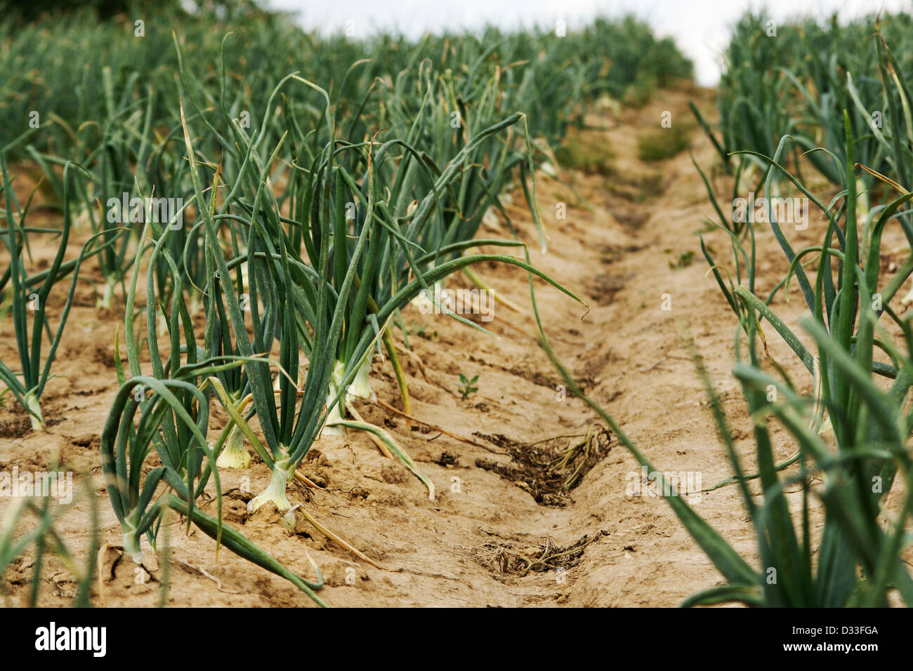 Country Onion High Resolution Stock Photography and Images - Alamy