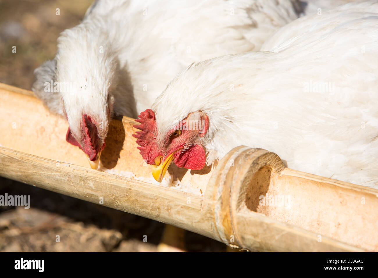 Chickens pecking at food in a traditional bamboo trough outside a house