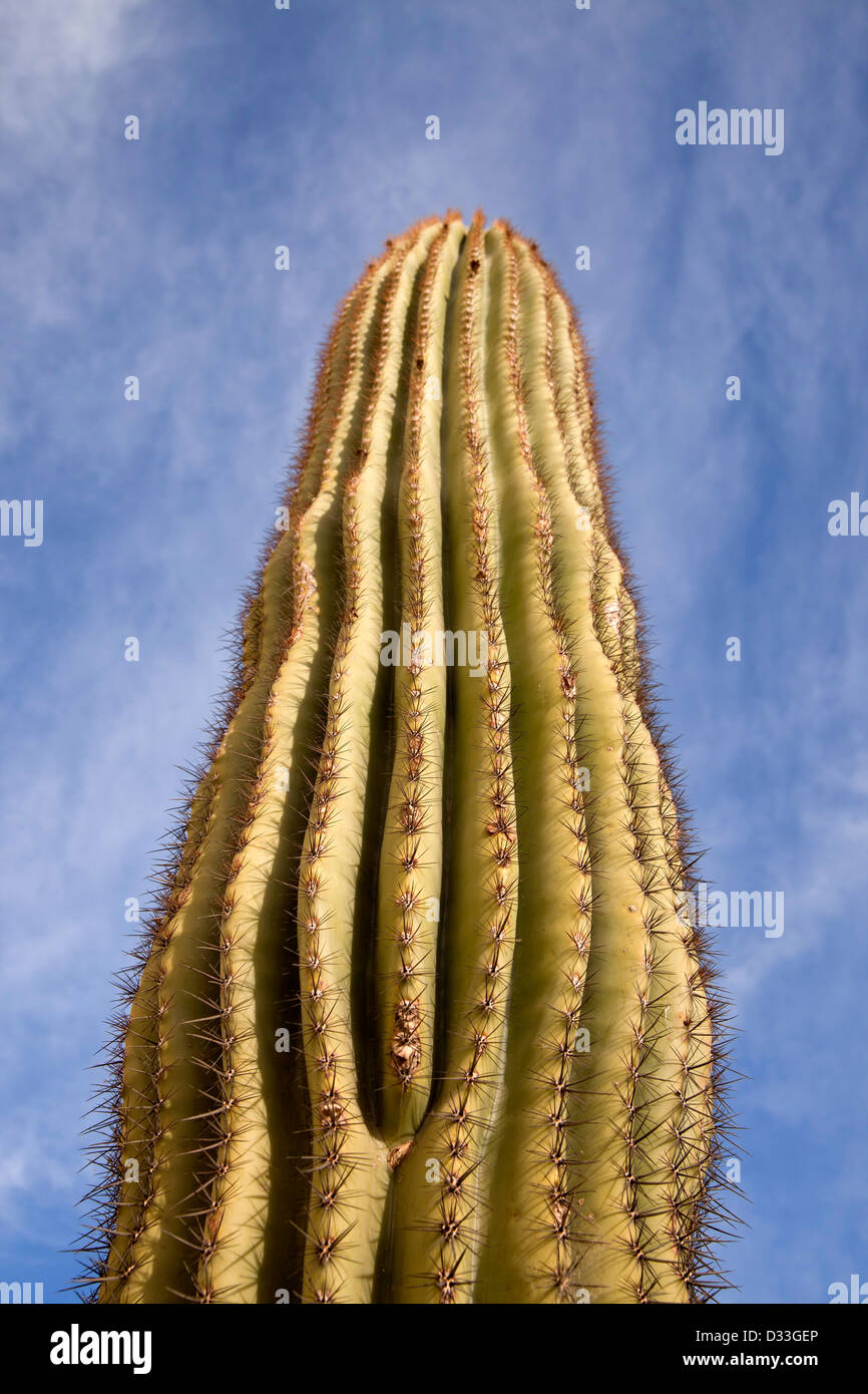 Saguaro Cactus in Yuma, Arizona, United States of America, USA Stock