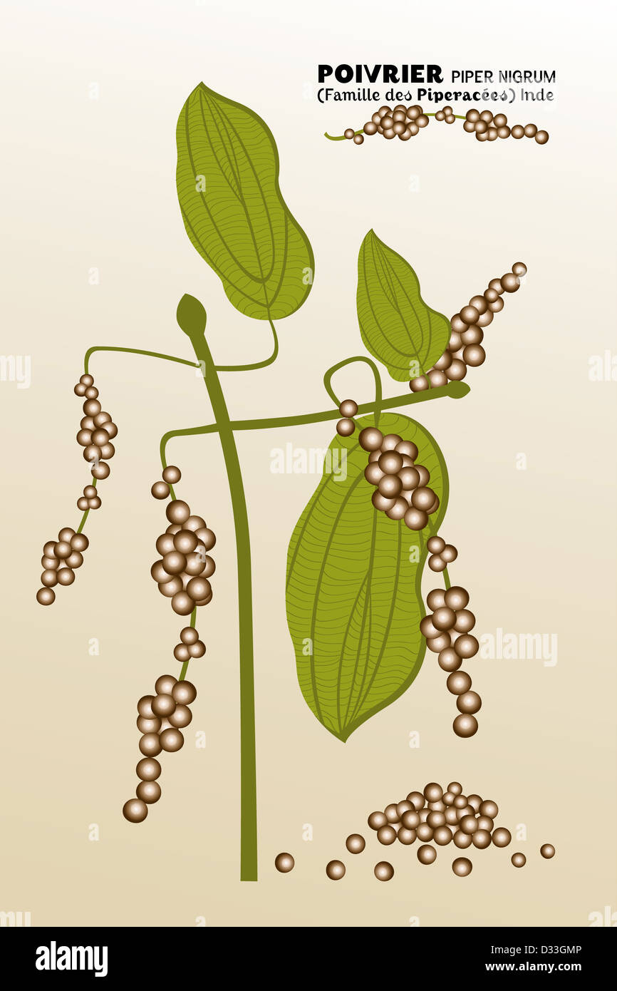 Pepper plant from India - botanical name / 'Piper nigrum - Piperacées' - hand drawn illustration with French description Stock Photo