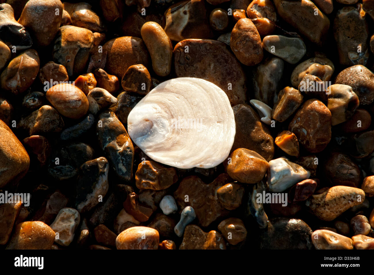 white sea shell on a pebble beach Stock Photo