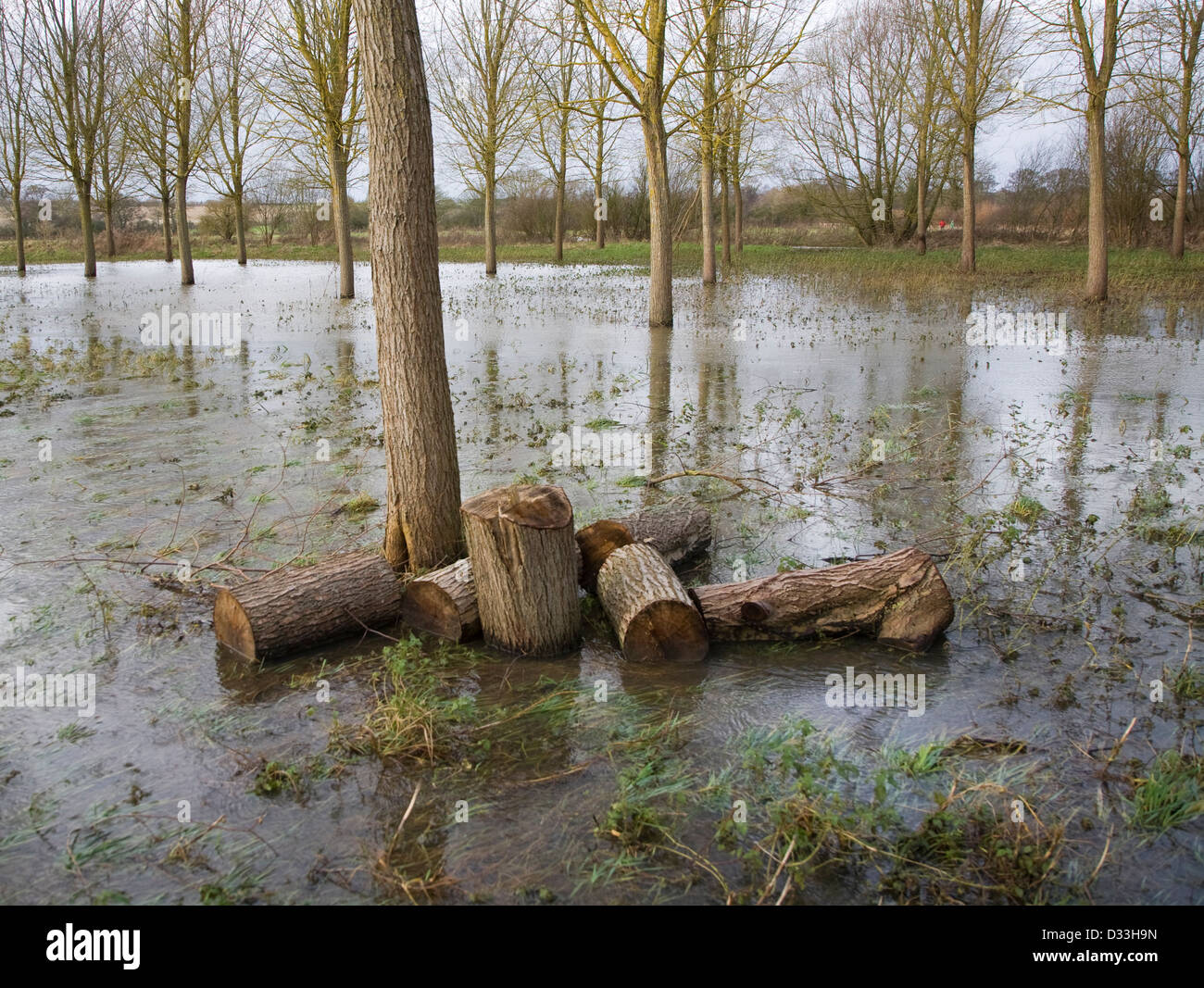 Salix Alba Caerulea, cricket bat willow trees in flood water on River Deben flood plain wetland, Campsea Ashe, Suffolk, England Stock Photo