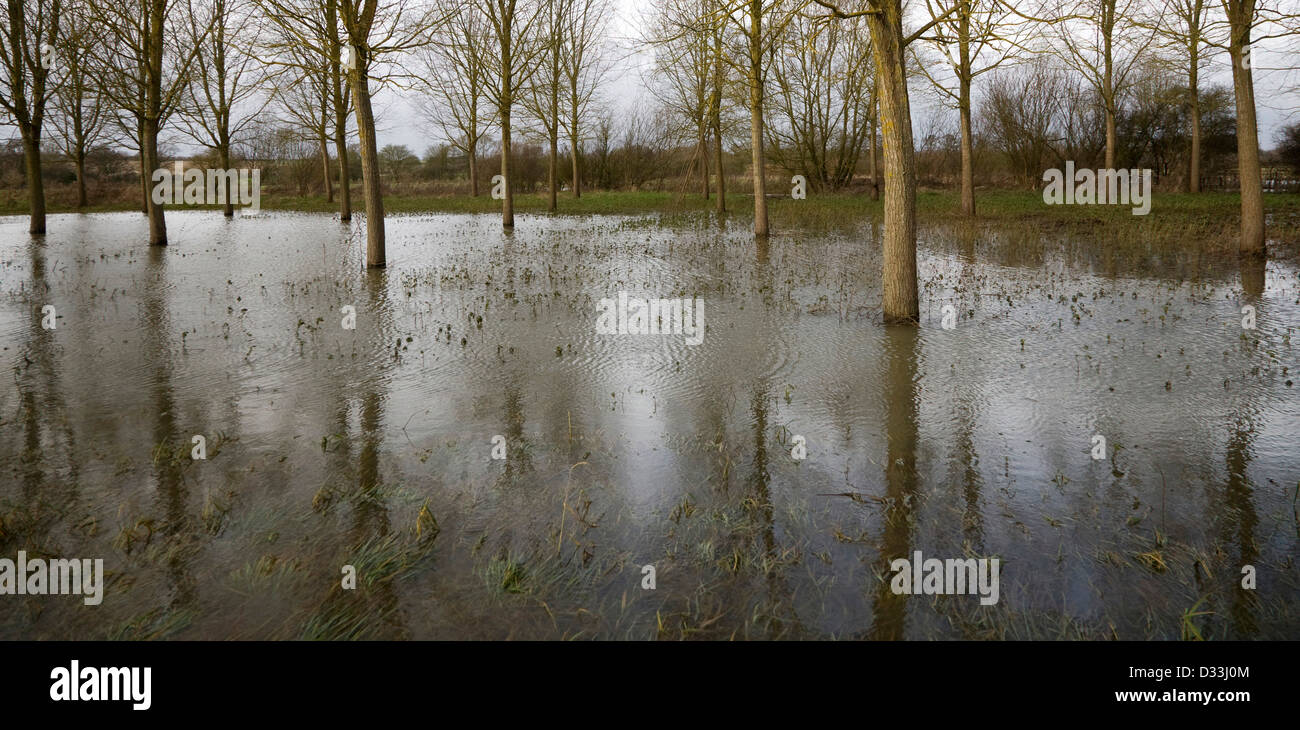 Salix Alba Caerulea, cricket bat willow trees in flood water on River Deben flood plain wetland, Campsea Ashe, Suffolk, England Stock Photo