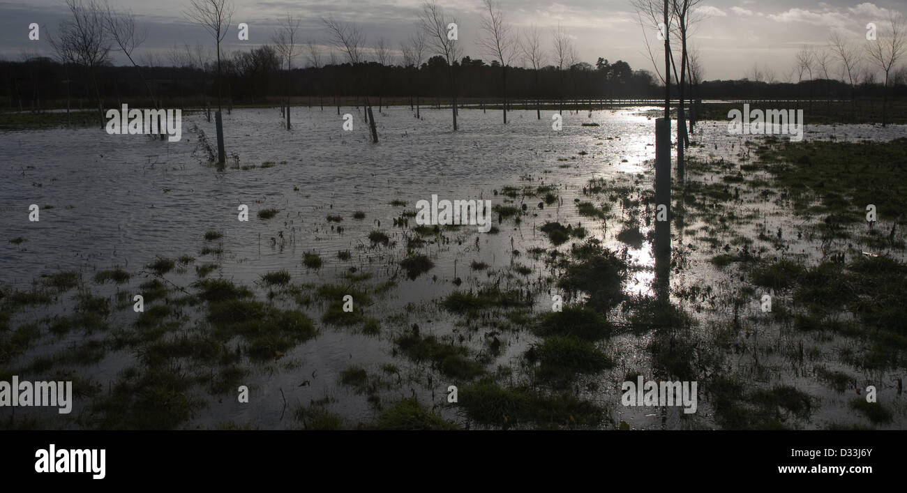 Flooded flood plain with cricket bat willow trees, River Deben at Loudham, Suffolk, England Stock Photo