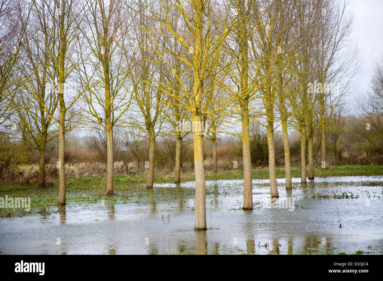 Salix Alba Caerulea, cricket bat willow trees in flood water on River