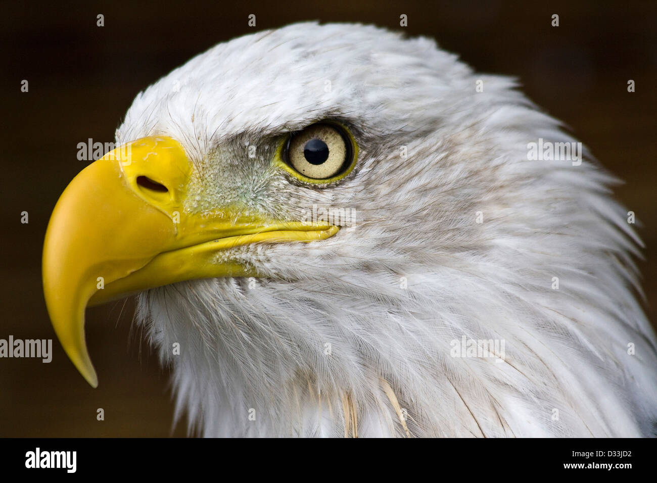 Bald Eagle, Haliaeetus leucocephalus Stock Photo