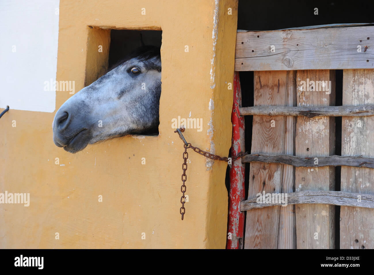 Grey horse with its head through stable window, Sant Lluis, Menorca, Spain Stock Photo