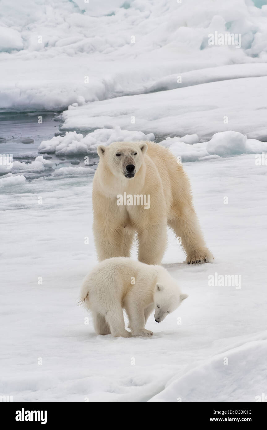Female Polar bear (Ursus maritimus) with cub, Svalbard Archipelago, Barents Sea, Norway Stock Photo