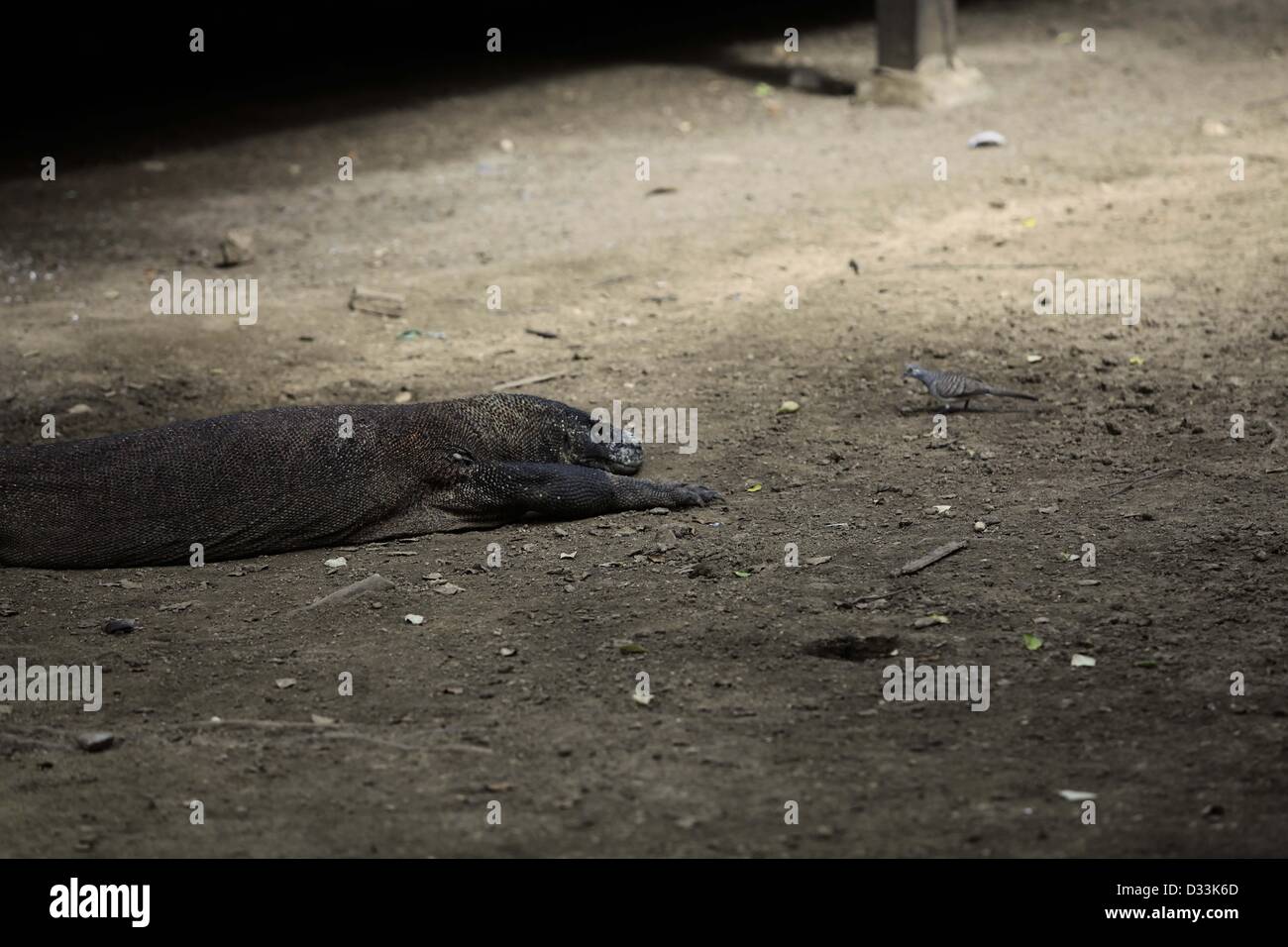 Feb. 8, 2013 - Flores, Indonesia - February 08, 2013 - Rinca Island, Flores, Indonesia ; UNDATED PHOTO - A doves were feeding near the Komodo dragon (Varanus komodoensis) in Rinca Island, Komodo National Park, Flores, Indonesia. Komodo dragons hunt and ambush prey including invertebrates, birds, and mammals. Their group behaviour in hunting is.exceptional in the reptile world. The diet of big Komodo dragons.mainly consists of deer, though they also eat considerable amounts of.carrion. Komodo dragons also occasionally attack humans in the area of.West Manggarai Regency where they live in Indone Stock Photo
