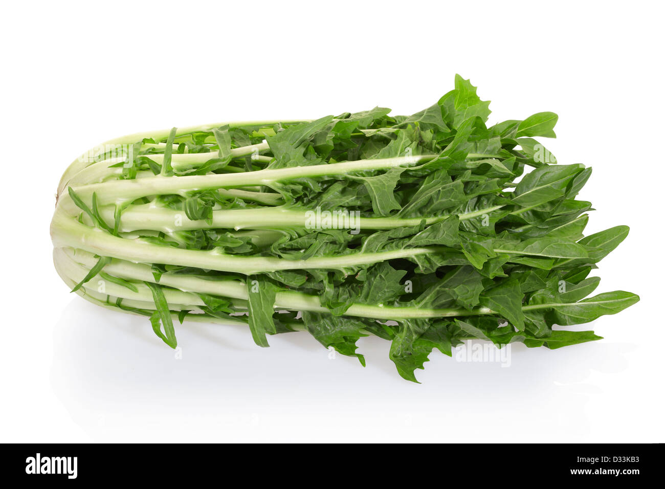 Chicory or catalogna salad Stock Photo