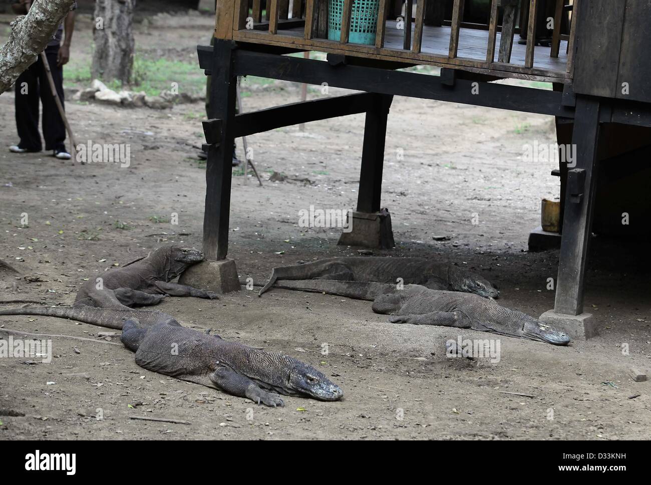 Feb. 8, 2013 - Flores, Indonesia - February 08, 2013 - Rinca Island, Flores, Indonesia ; UNDATED PHOTO - A doves (centre) were feeding near the Komodo dragon (Varanus komodoensis) in Rinca Island, Komodo National Park, Flores, Indonesia. Komodo dragons hunt and ambush prey including invertebrates, birds, and mammals. Their group behaviour in hunting is.exceptional in the reptile world. The diet of big Komodo dragons.mainly consists of deer, though they also eat considerable amounts of.carrion. Komodo dragons also occasionally attack humans in the area of.West Manggarai Regency where they live  Stock Photo
