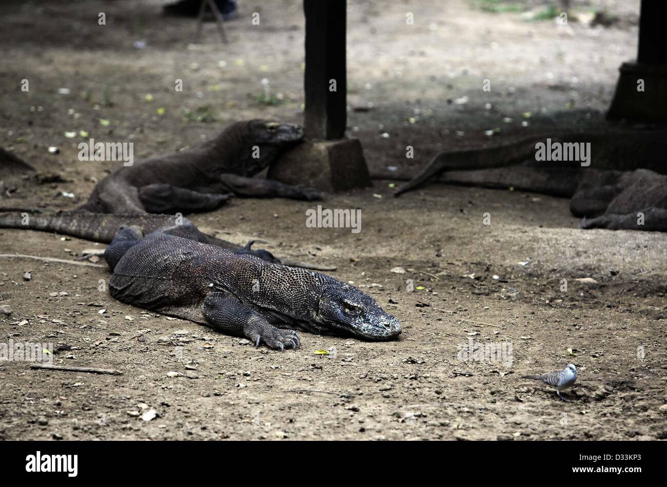 Feb. 8, 2013 - Flores, Indonesia - February 08, 2013 - Rinca Island, Flores, Indonesia ; UNDATED PHOTO - A doves were feeding near the Komodo dragon (Varanus komodoensis) in Rinca Island, Komodo National Park, Flores, Indonesia. Komodo dragons hunt and ambush prey including invertebrates, birds, and mammals. Their group behaviour in hunting is.exceptional in the reptile world. The diet of big Komodo dragons.mainly consists of deer, though they also eat considerable amounts of.carrion. Komodo dragons also occasionally attack humans in the area of.West Manggarai Regency where they live in Indone Stock Photo