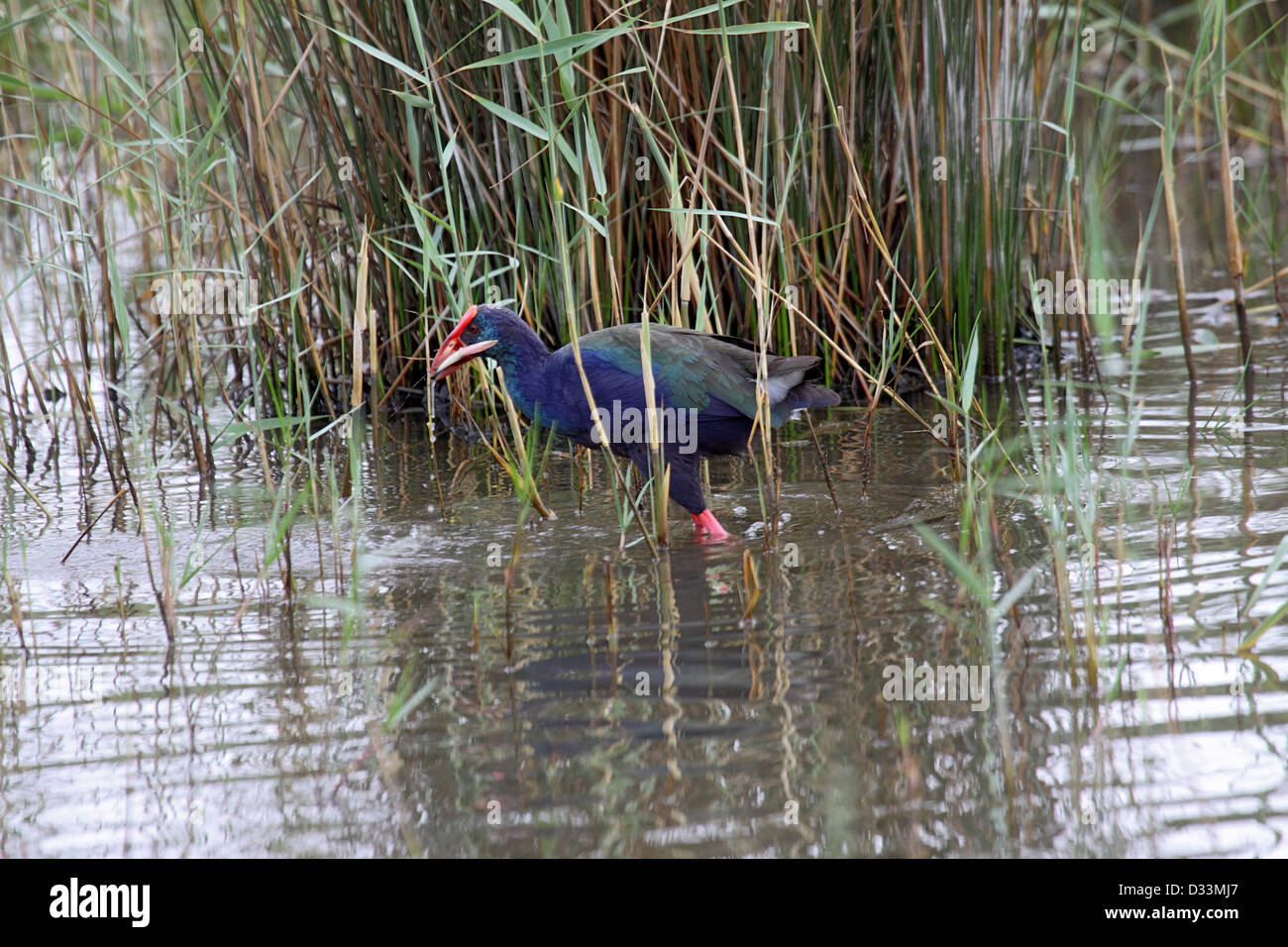 African swamphen feeding in reedbed in Lake St. Lucia South Africa Stock Photo