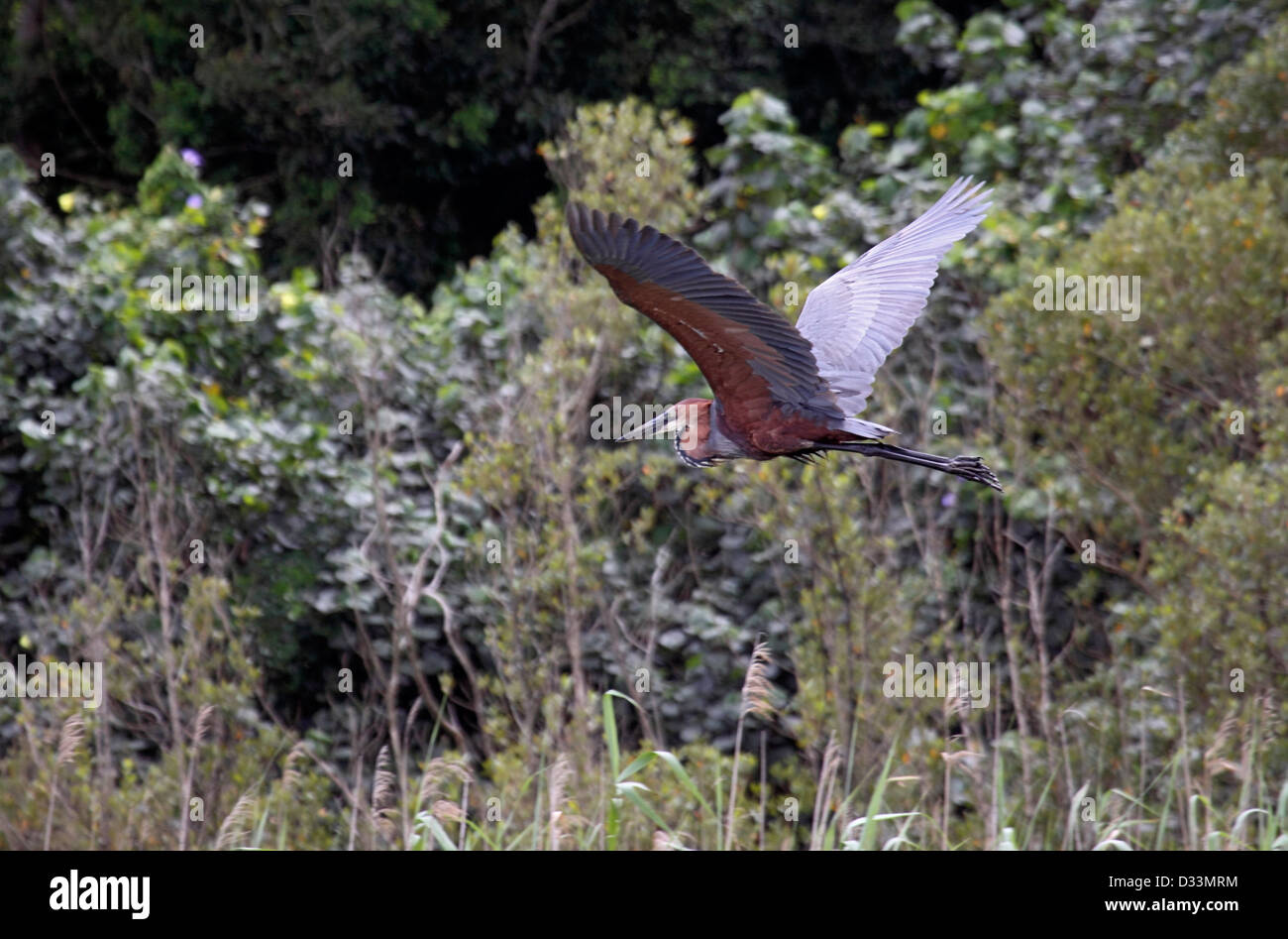Goliath heron in flight at Lake St Lucia Stock Photo