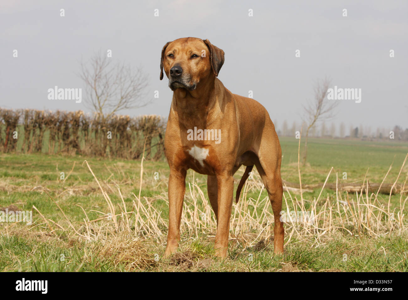 Dog Rhodesian Ridgeback / African Lion Hound adult standing in a meadow Stock Photo Alamy