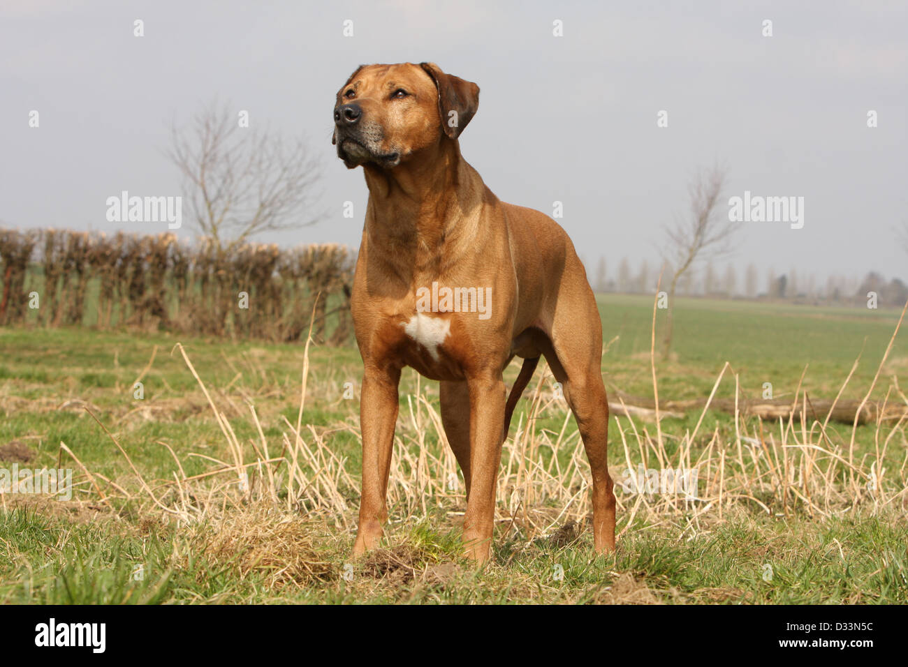 Dog Rhodesian Ridgeback / African Lion Hound adult standing in a meadow Stock Photo Alamy