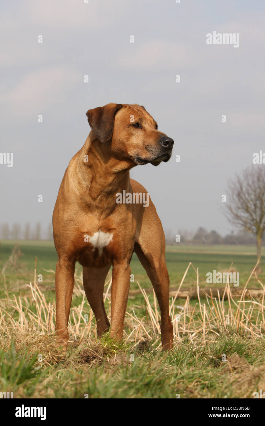 Dog Rhodesian Ridgeback / African Lion Hound adult standing in a meadow Stock Photo Alamy