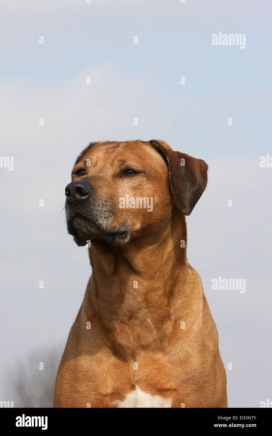 Dog Rhodesian Ridgeback / African Lion Hound adult portrait Stock Photo Alamy