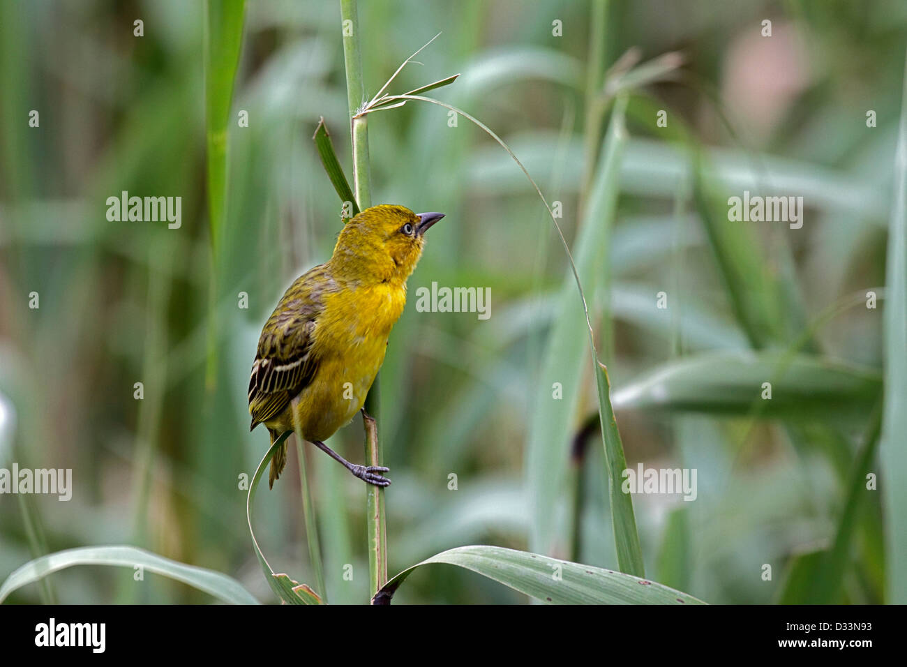 Lesser masked weaver perched on reed stem in South Africa Stock Photo