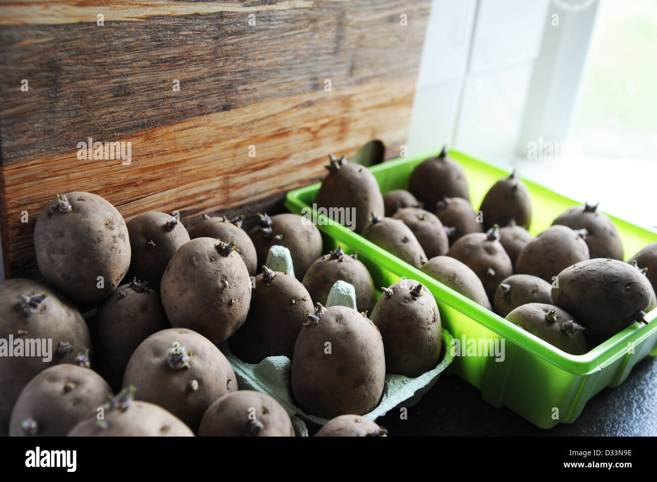 Potatoes sprouting on a window ledge Stock Photo Alamy
