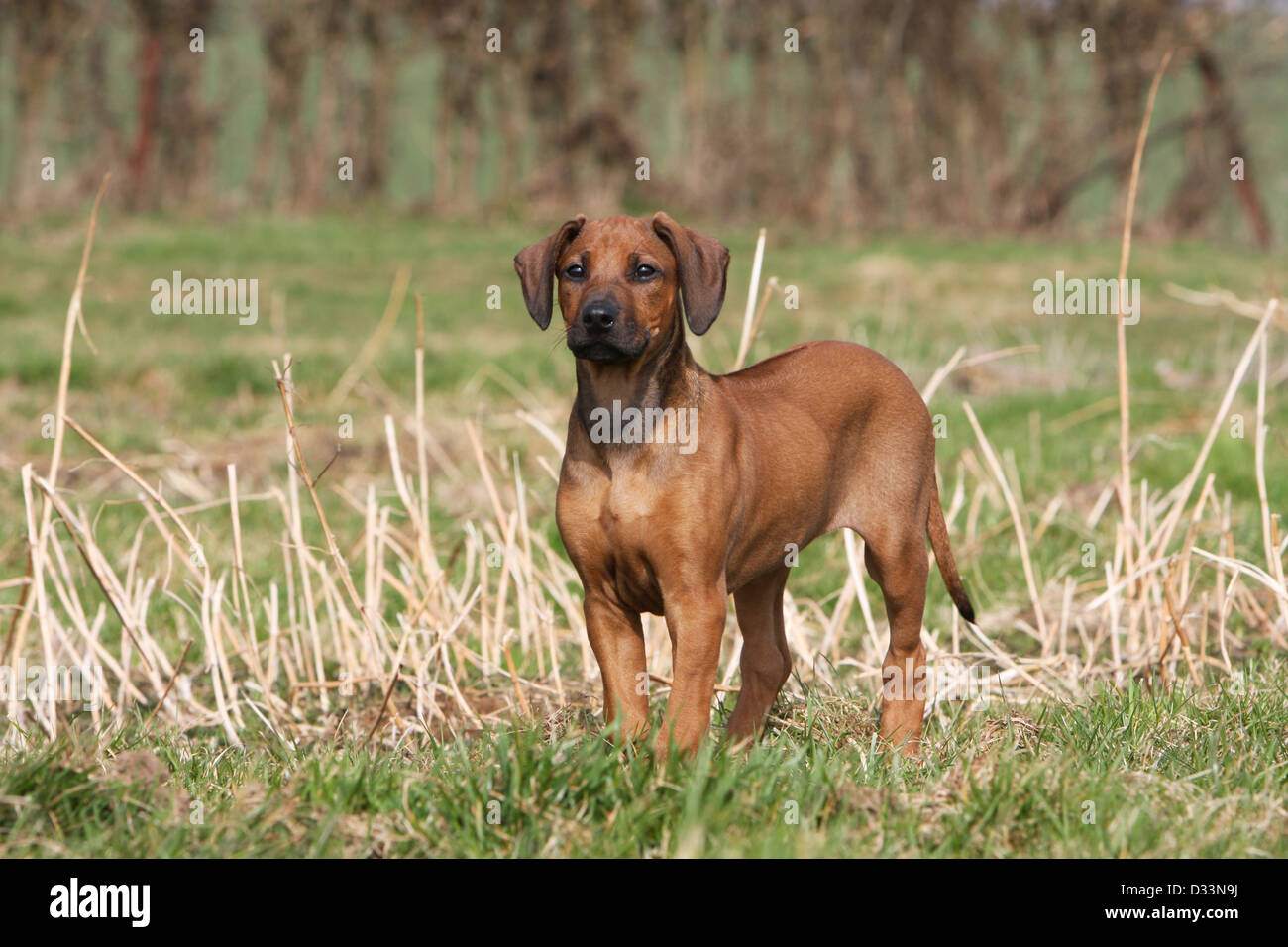 Dog Rhodesian Ridgeback / African Lion Hound puppy standing in a meadow Stock Photo Alamy