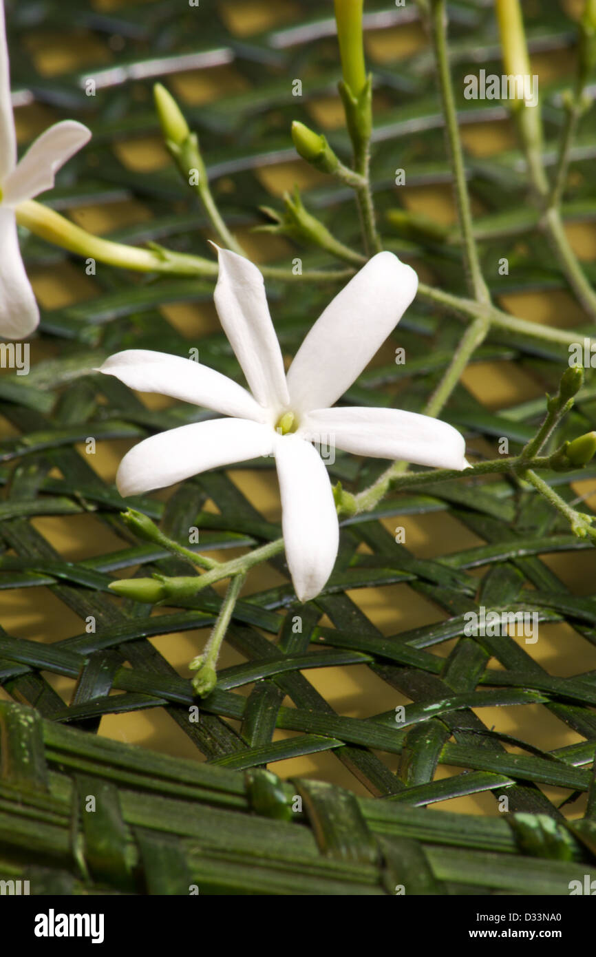 Azores jasmine plant and flowers (Jasminum azoricum) on wicker chair Stock Photo