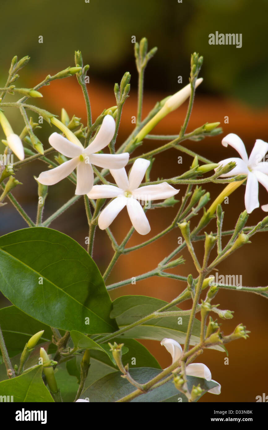Azores jasmine plant and flowers (Jasminum azoricum) Stock Photo