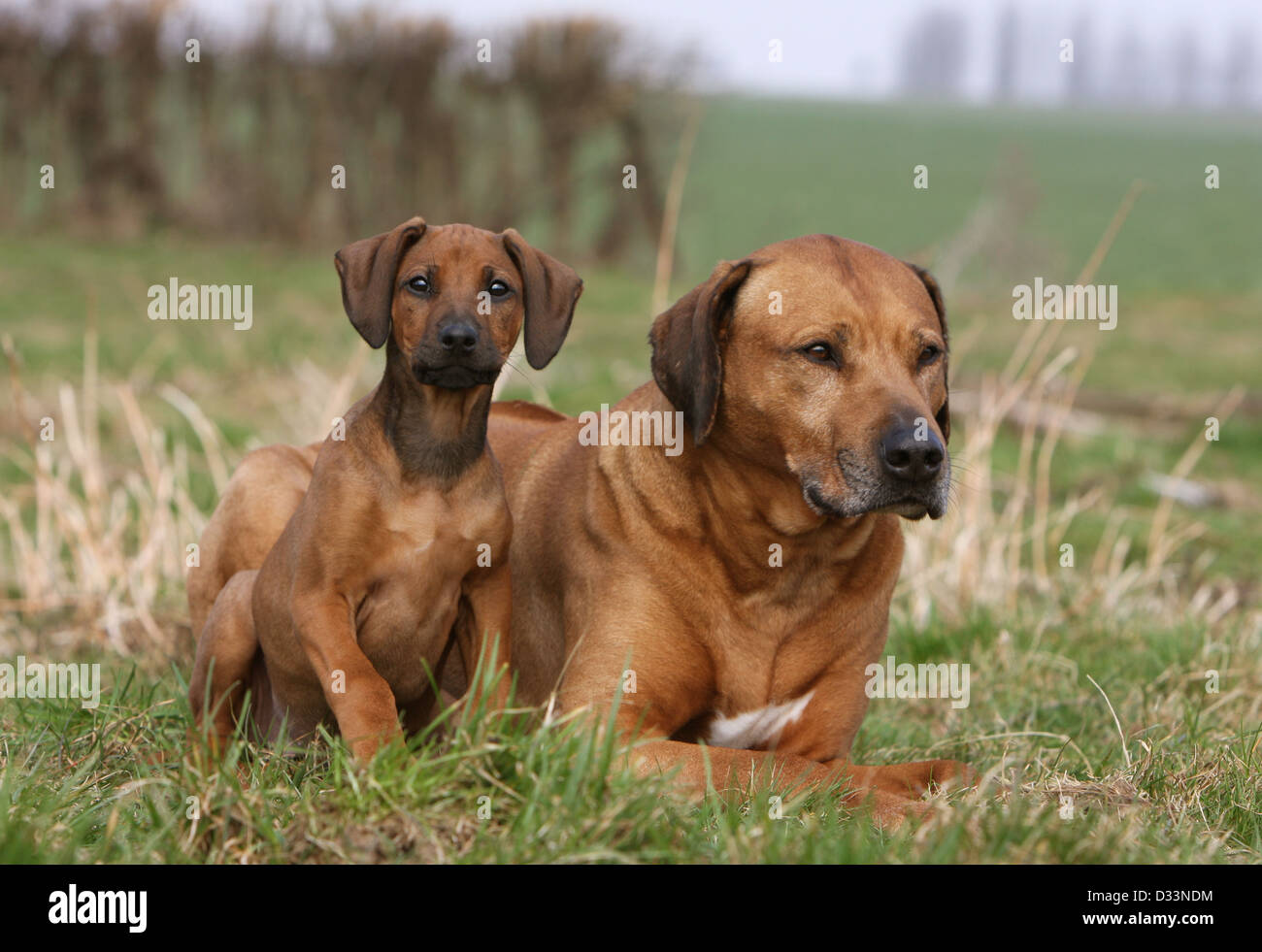 Dog Rhodesian Ridgeback / African Lion Hound adult and puppy in a meadow  Stock Photo - Alamy