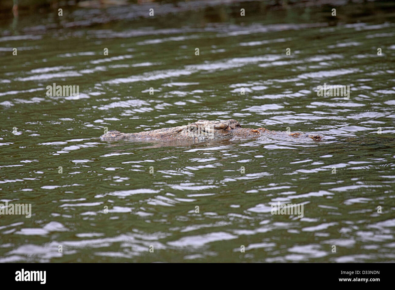 Nile crocodile drifting in Lake St. Lucia South Africa Stock Photo