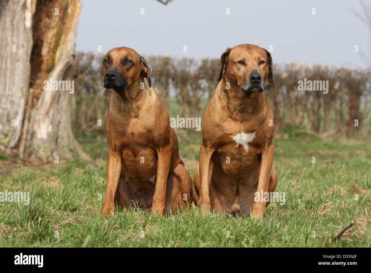 Dog Rhodesian Ridgeback / African Lion Hound two adult sitting in a meadow Stock Photo Alamy