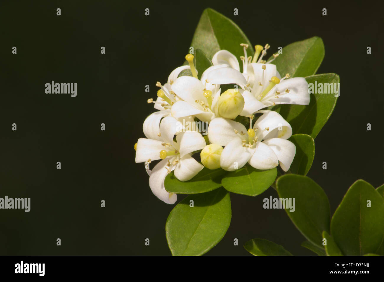 Orange jasmine plant in bloom Stock Photo Alamy