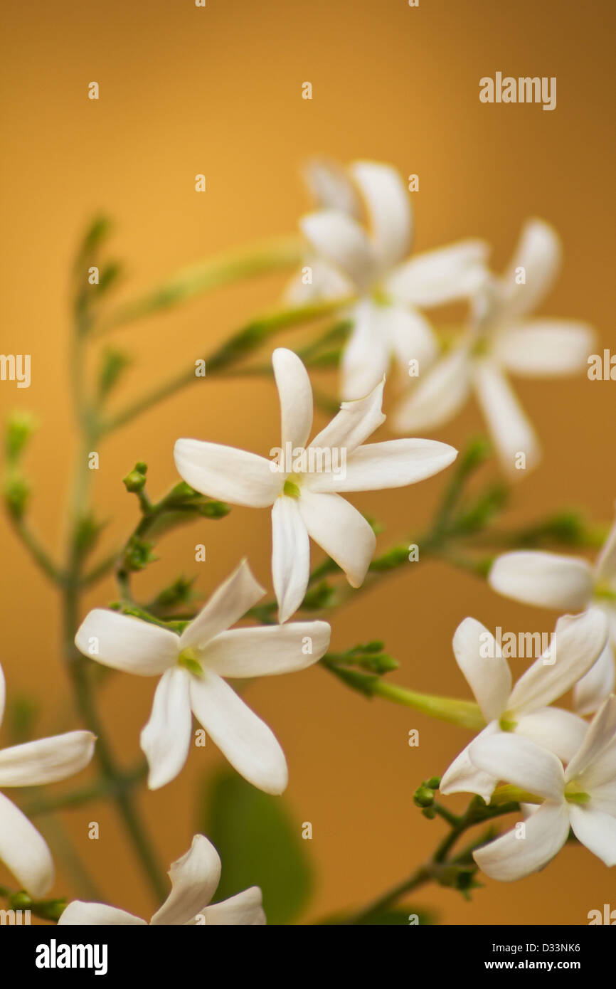 Azores jasmine plant and flowers (Jasminum azoricum) with yellow background Stock Photo
