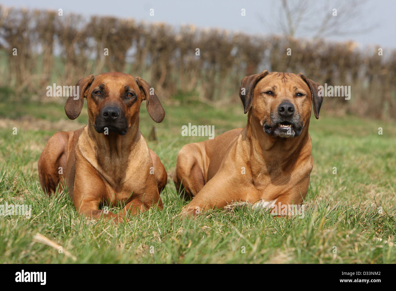 Dog Rhodesian Ridgeback / African Lion Hound two adults lying in a meadow Stock Photo Alamy