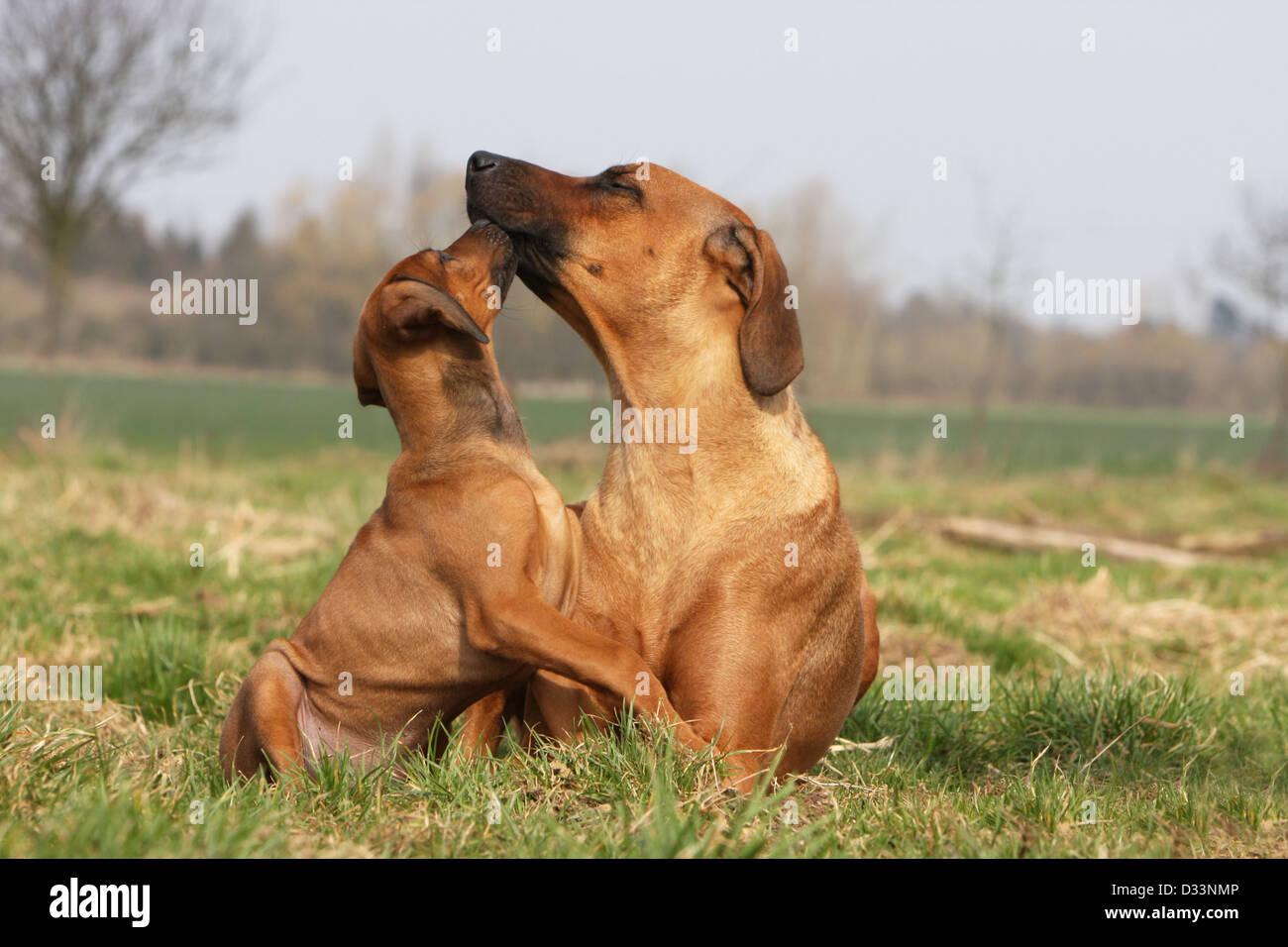 Dog Rhodesian Ridgeback / African Lion Hound adult and puppy in a meadow Stock Photo Alamy