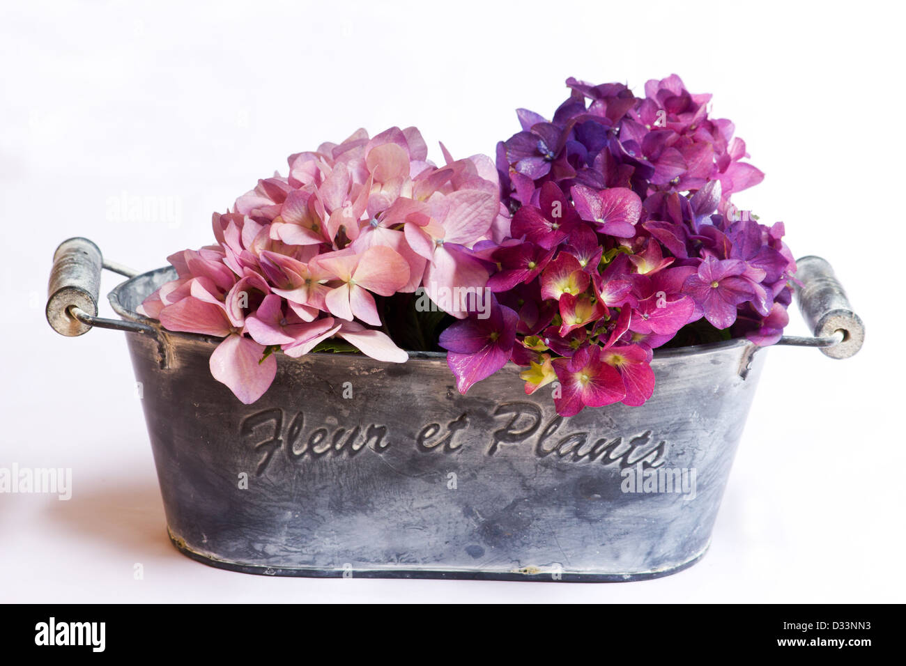 Pink hydrangeas on white background Stock Photo - Alamy
