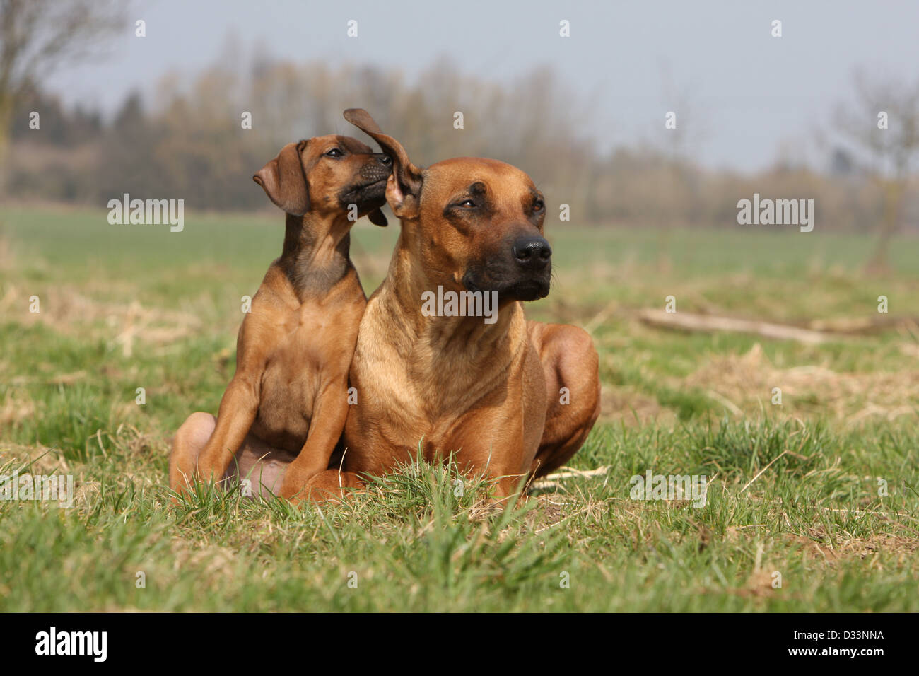Dog Rhodesian Ridgeback / African Lion Hound adult and puppy in a meadow Stock Photo Alamy