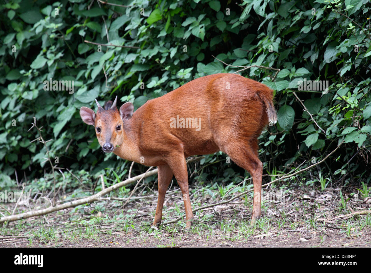 Red duiker in South Africa Stock Photo