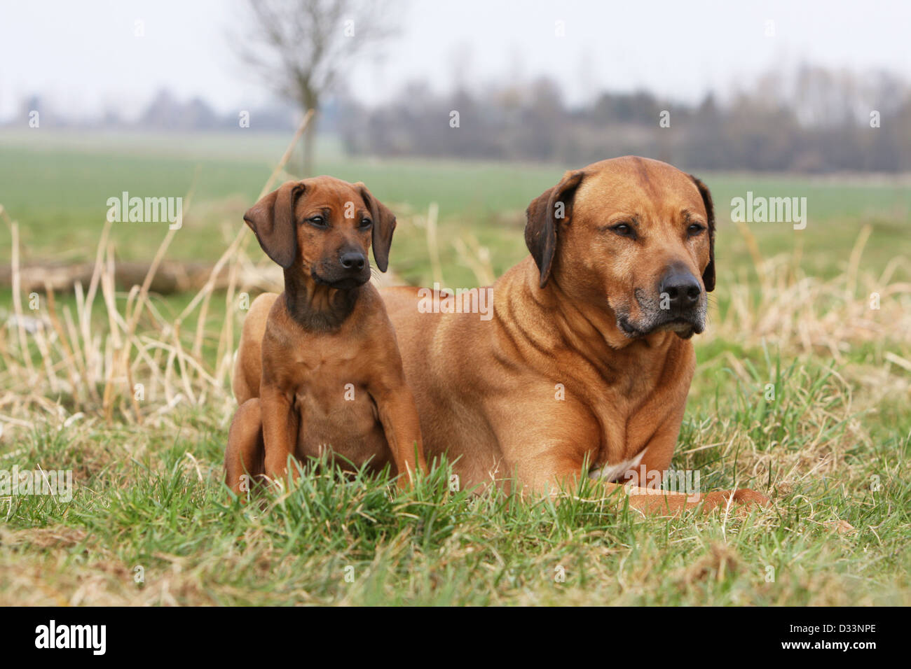 Dog Rhodesian Ridgeback / African Lion Hound adult and puppy in a meadow Stock Photo Alamy