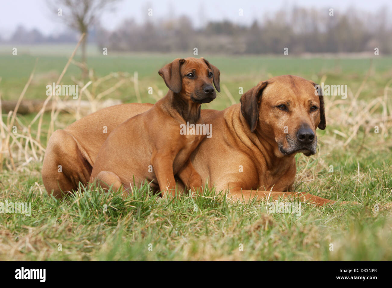 Dog Rhodesian Ridgeback / African Lion Hound adult and puppy in a meadow Stock Photo Alamy